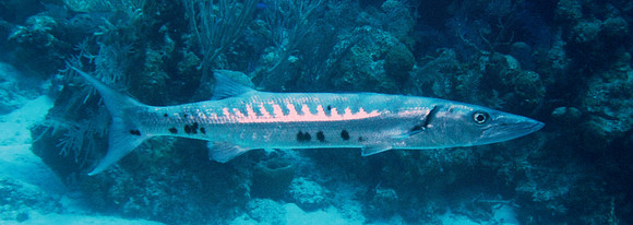 Barracuda