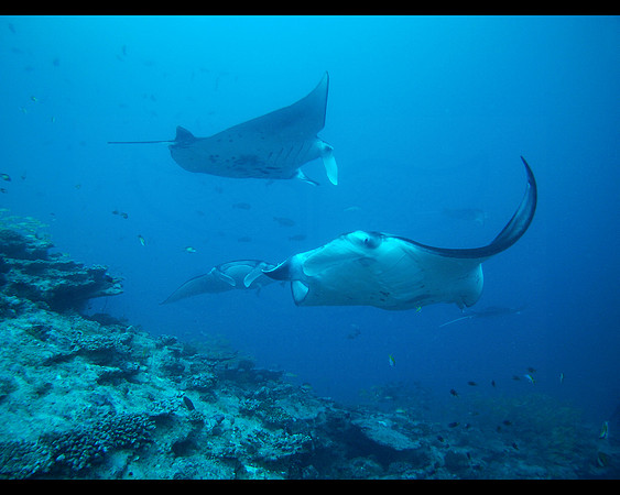 DCIM\100MEDIA