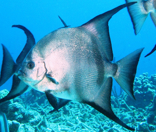 Oceanic Angel