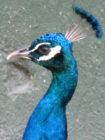 Wildlife 365