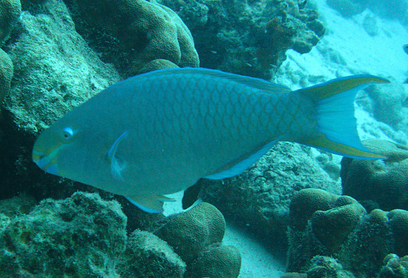 Parrot Fish