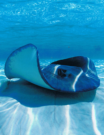 Sting Ray