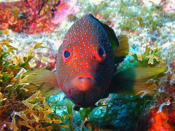 Coral Grouper