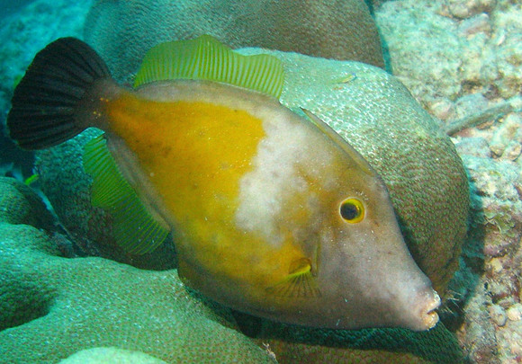 Yellow Spotted Moray