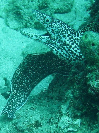 Spotted Moray
