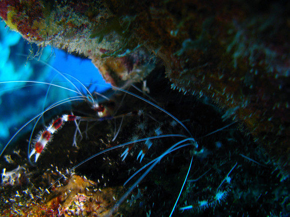 Pair of Bandit Shrimp
